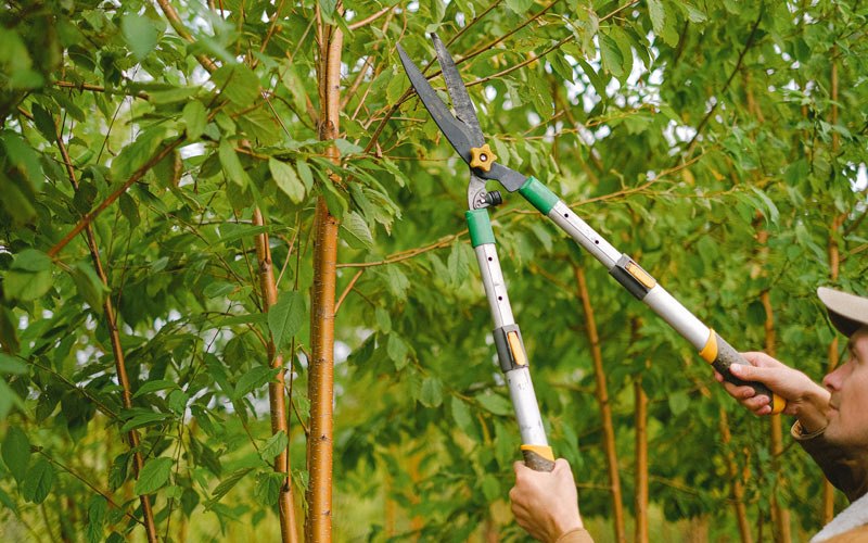 Tree trimming in Willow, OK