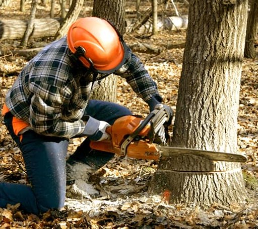 Tree Removal in Willow, OK